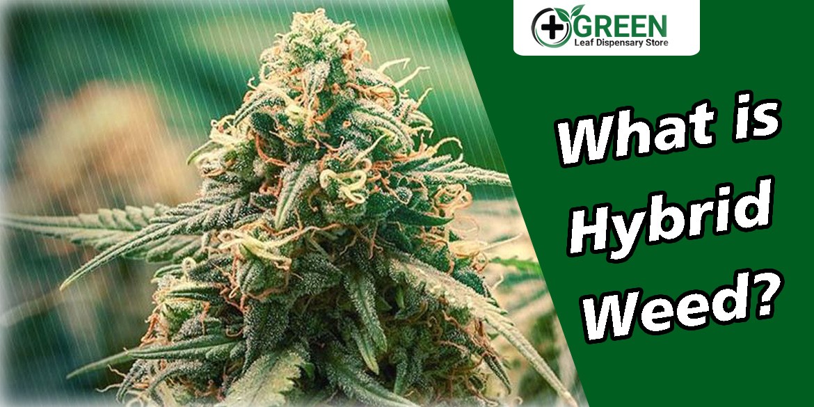 What is Hybrid Weed?
